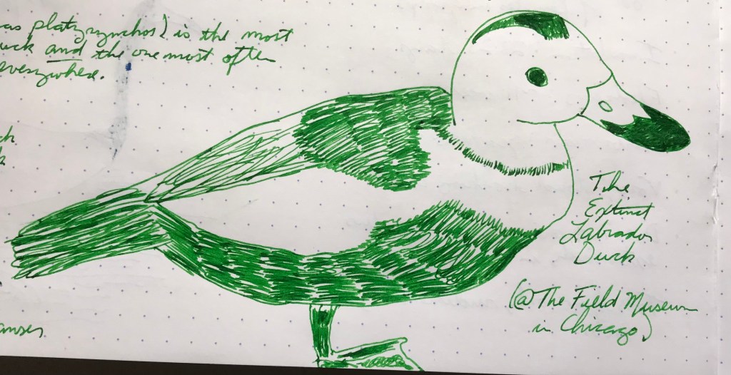 19 Feburary – Noodler’s Gruene Cactus (Ducks, Geese, and&nbsp;Swans)