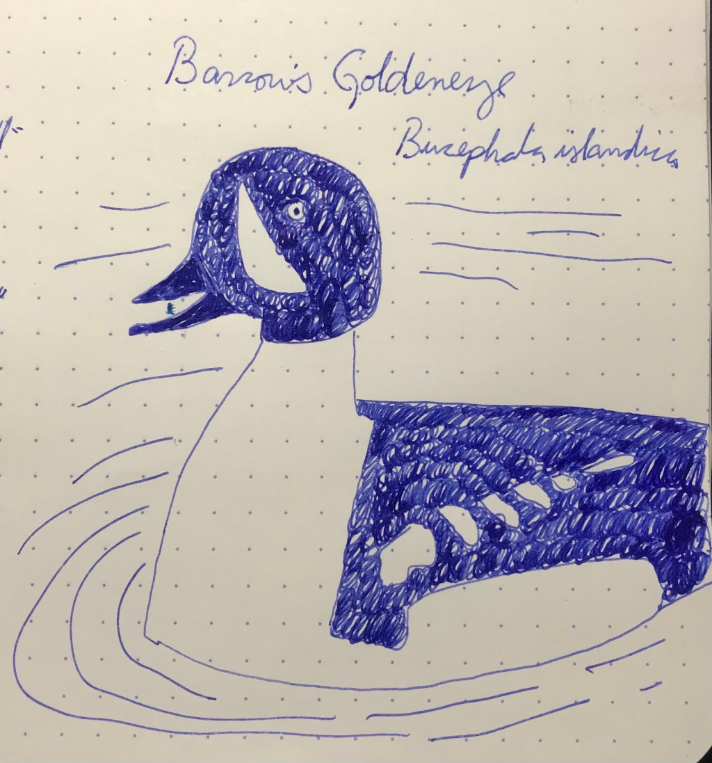 20 February – Pelikan Royal Blue (Ducks, Geese, and Swans,&nbsp;cont.)