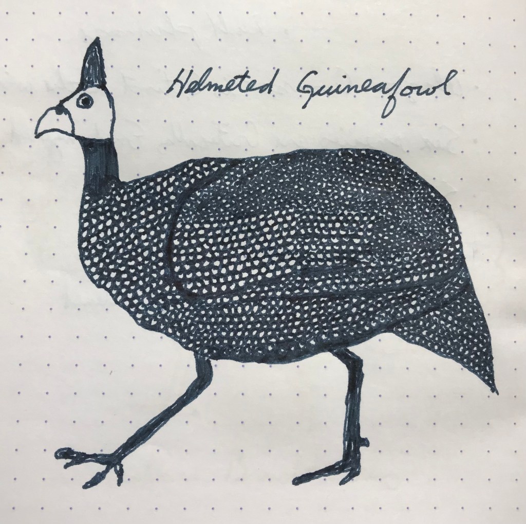 23 February – Noodler’s 54th Massachusetts&nbsp;(Guineafowl)