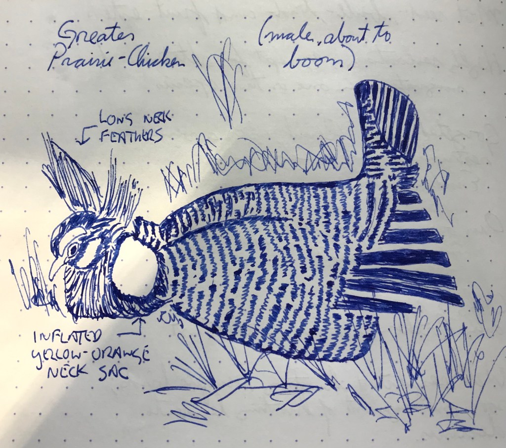 25 February – Aurora Blue (Pheasants, Grouse, &&nbsp;Allies)