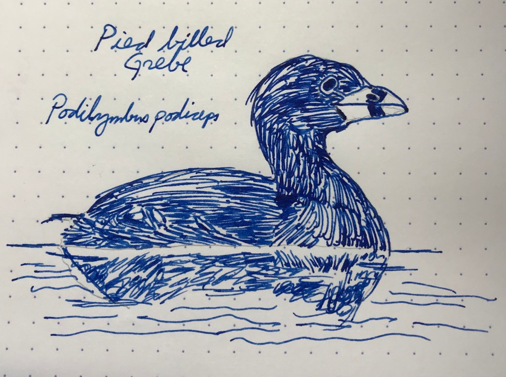 28 February – Private Reserve DC Supershow Blue&nbsp;(Grebes)