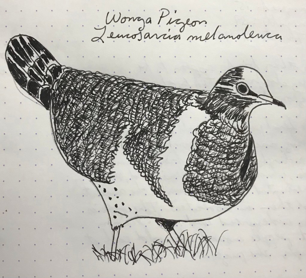 3 March – Pelikan Edelstein Onyx (Pigeons & Doves,&nbsp;cont.)