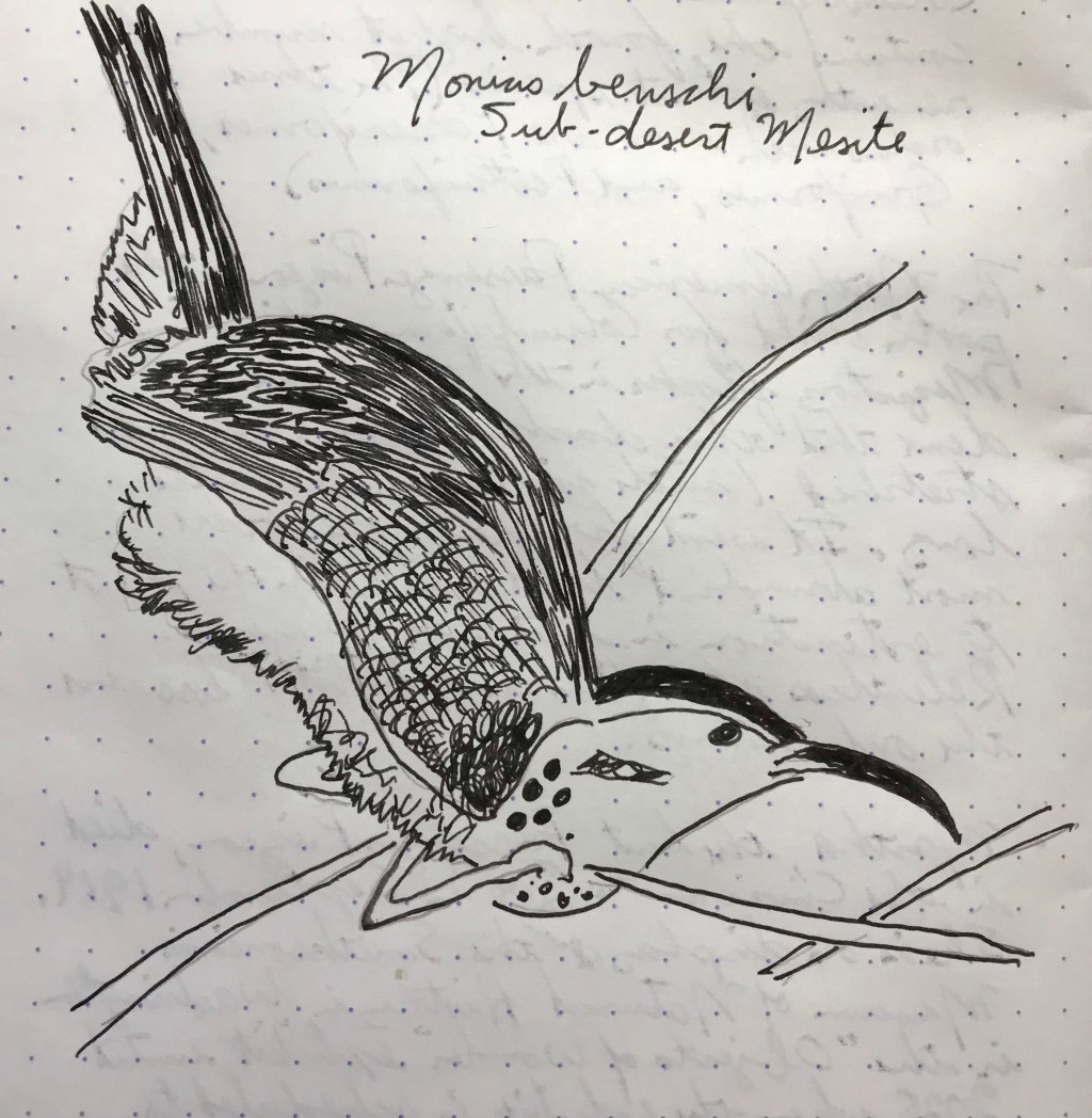 5 March – Sailor Manyo Chigaya&nbsp;(Mesites)