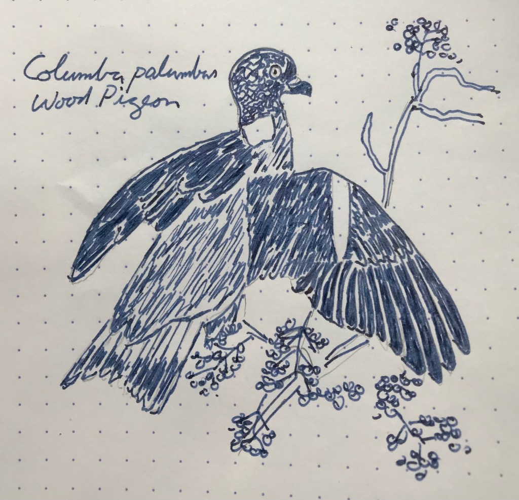 2 March – Pilot Iroshizuku Shin-kai (Pigeons & Doves,&nbsp;cont.)