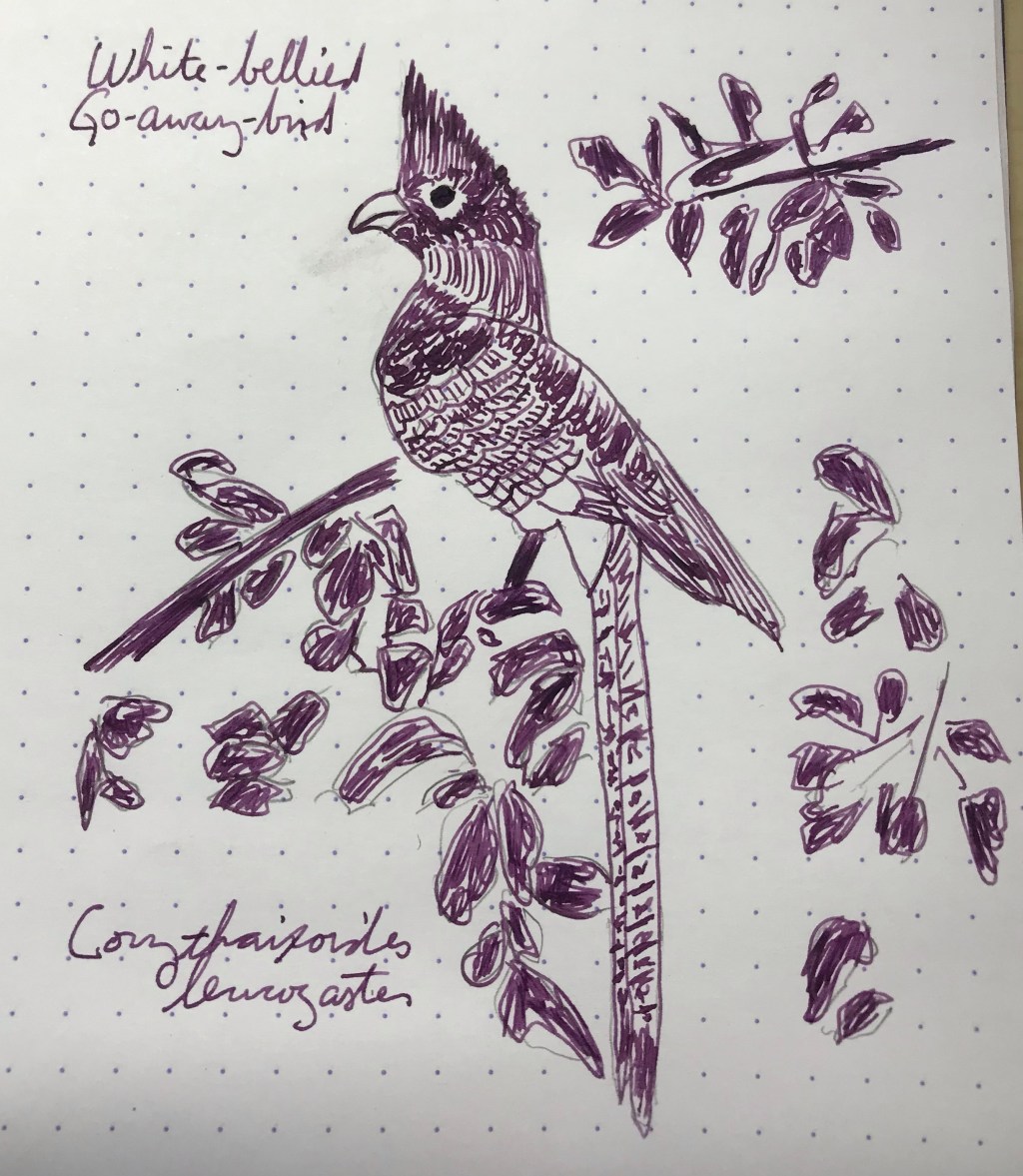 8 March – Rohrer & Klinger Alt Bordeaux&nbsp;(Turacos)