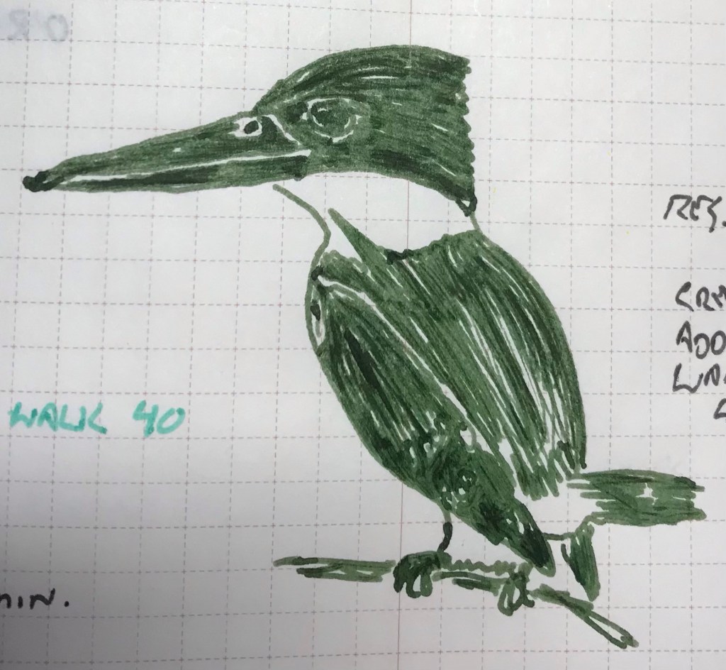 3 January 2024 – Anderillium Green Kingfisher Green