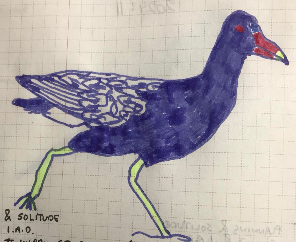 6 January 2024 – Anderillium Purple Gallinule Purple