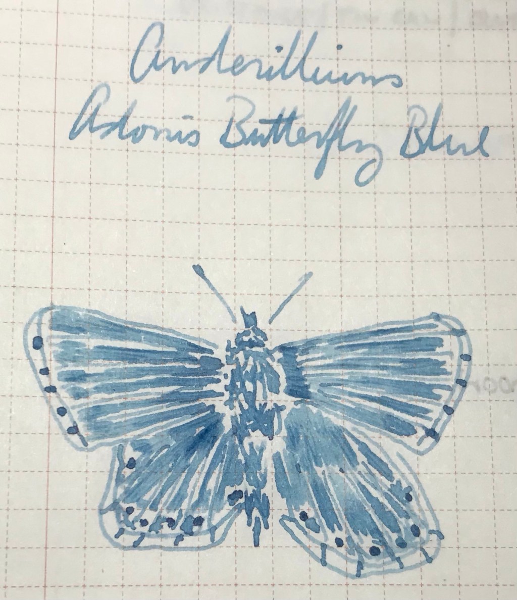17 January 2024 – Anderillium Adonis Butterfly&nbsp;Blue