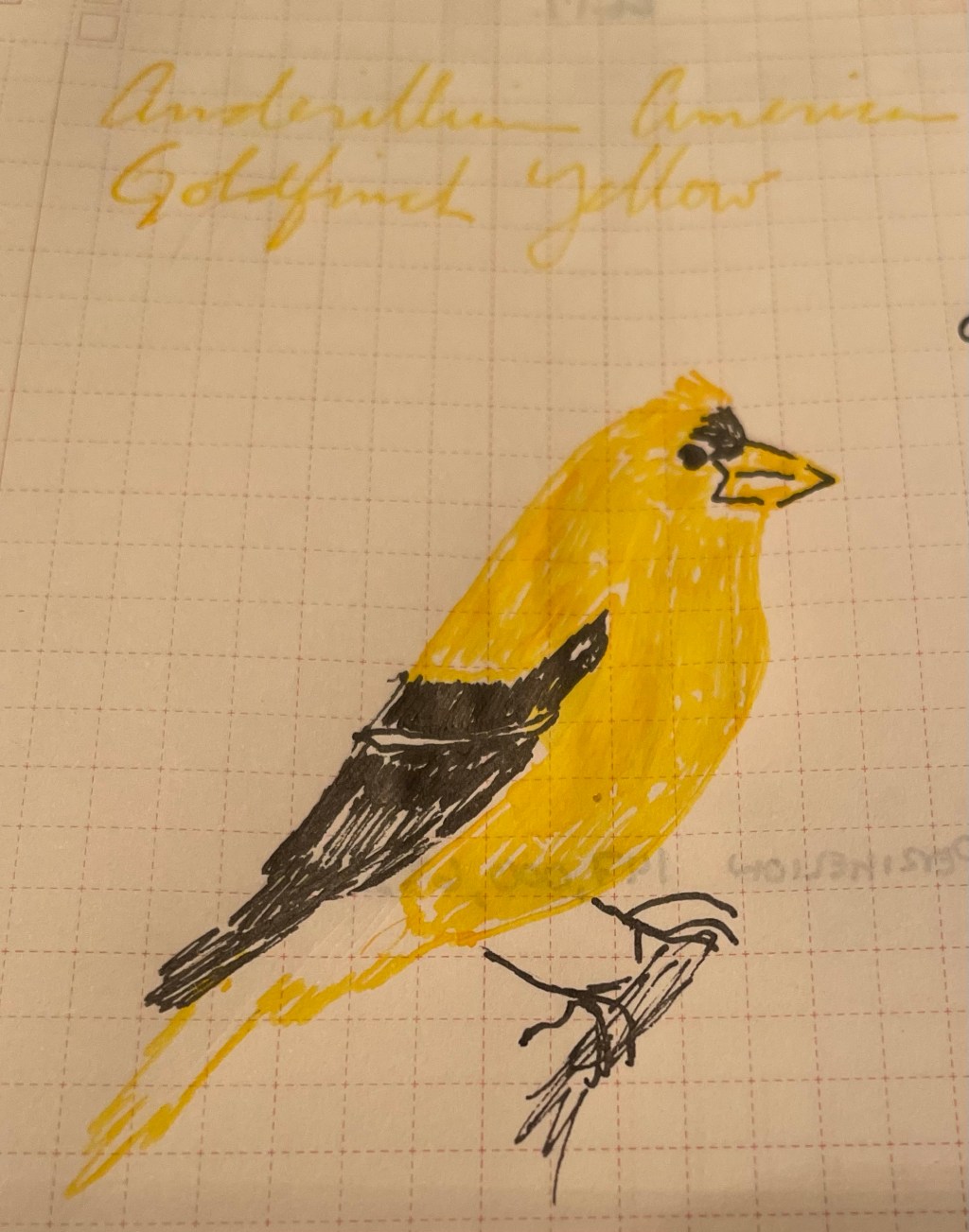 1 January 2024 – Anderillium American Goldfinch&nbsp;Yellow